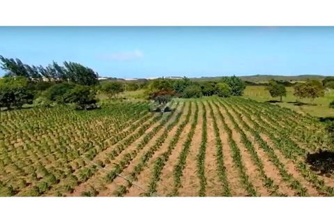 Foto Terreno