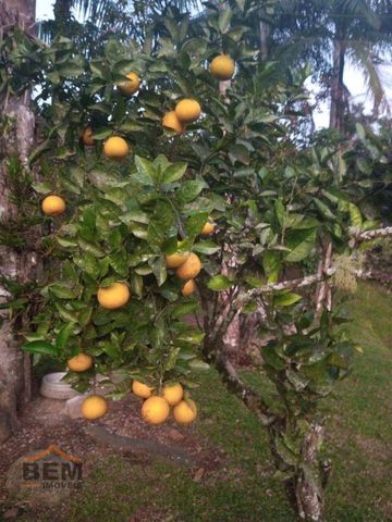 Foto Fazenda / Sítio / Chácara