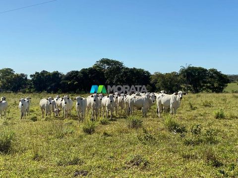 Foto Fazenda / Sítio / Chácara