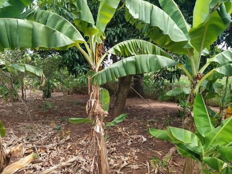 Foto Fazenda / Sítio / Chácara