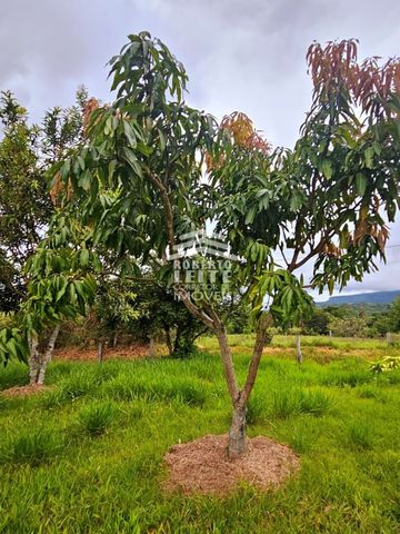 Foto Fazenda / Sítio / Chácara