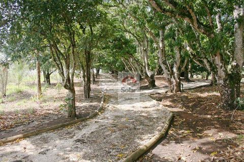 Foto Terreno