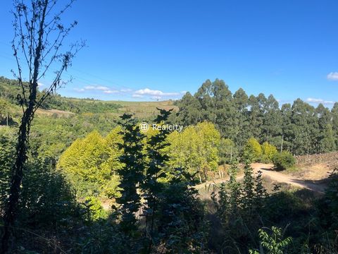 Foto Terreno