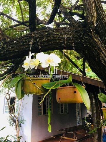 Foto Fazenda / Sítio / Chácara