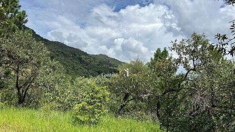 Foto Terreno