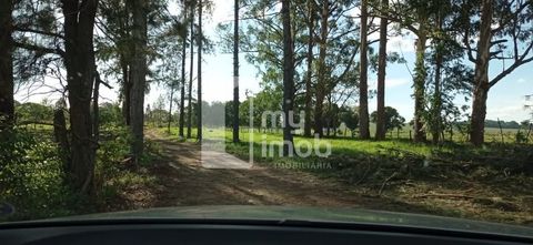 Foto Fazenda / Sítio / Chácara
