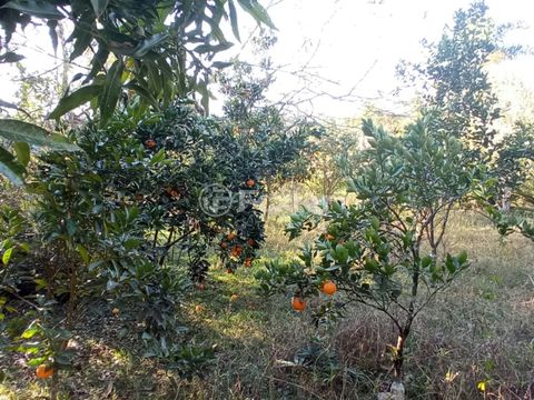 Foto Fazenda / Sítio / Chácara