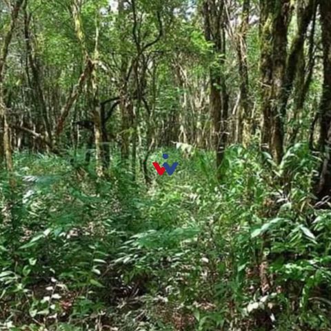 Foto Fazenda / Sítio / Chácara