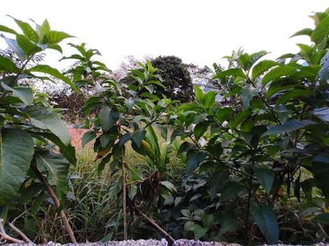 Foto Terreno