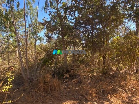 Foto Fazenda / Sítio / Chácara