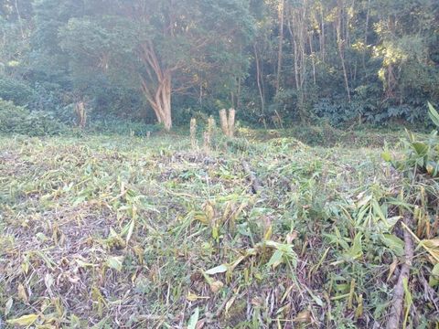 Foto Terreno