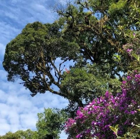 Foto Fazenda / Sítio / Chácara