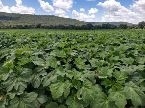 Foto Fazenda / Sítio / Chácara