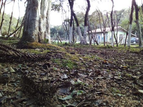 Foto 14 do(a) Fazenda / Sítio / Chácara de 2 quartos à venda em Campo Largo da Roseira, São José dos Pinhais