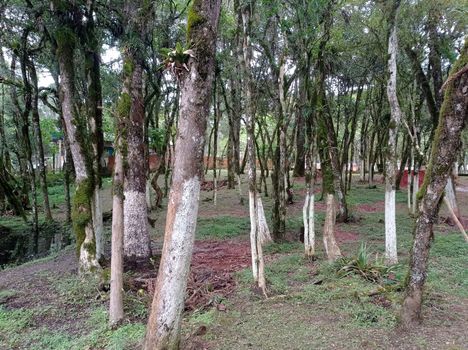 Foto 5 do(a) Fazenda / Sítio / Chácara de 2 quartos à venda em Campo Largo da Roseira, São José dos Pinhais