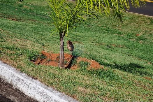Foto 9 do(a) Terreno false à venda em Residencial Himalaia, Lins