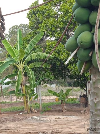 Foto 5 do(a) Fazenda / Sítio / Chácara de 1 quartos à venda em Centro, Botucatu