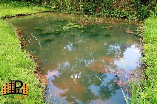 Foto 23 do(a) Fazenda / Sítio / Chácara de 4 quartos à venda em null, São Lourenço da Serra