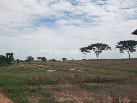 Foto 3 do(a) Fazenda / Sítio / Chácara false à venda em null, Zacarias