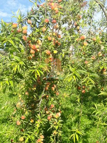 Foto 6 do(a) Fazenda / Sítio / Chácara de 3 quartos à venda em Área Rural de São José dos Pinhais, São José dos Pinhais