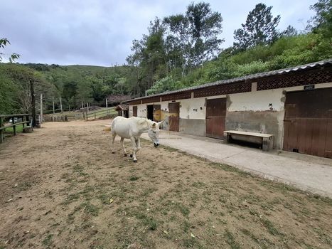 Foto 42 do(a) Fazenda / Sítio / Chácara de 3 quartos à venda em Cruzeiro, Teresópolis