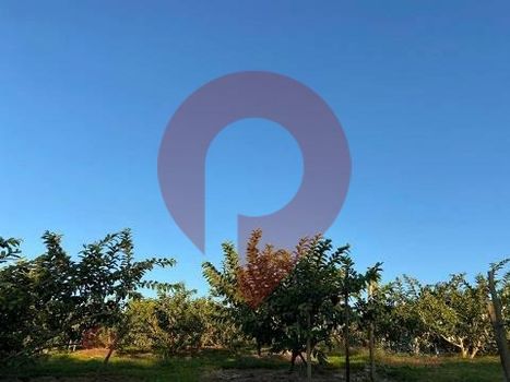 Foto 6 do(a) Fazenda / Sítio / Chácara de 2 quartos à venda em Reforma Agrária, Valinhos