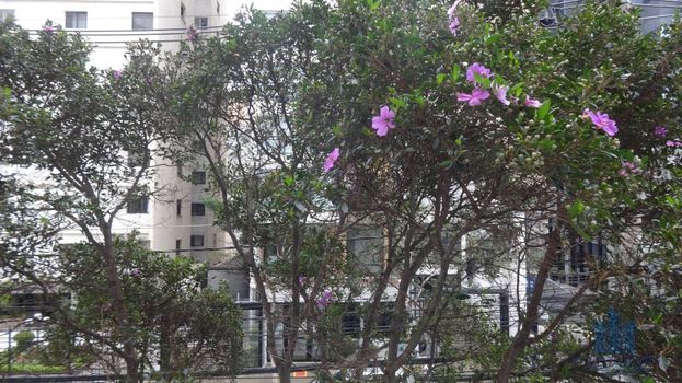 Foto 8 do(a) Apartamento de 3 quartos à venda em Vila Mariana, São Paulo