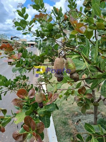 Foto 4 do(a) Casa em Condomínio de 2 quartos à venda em Palmital, Lagoa Santa