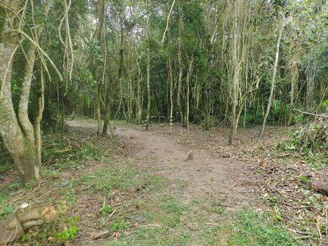 Foto 15 do(a) Terreno false à venda em null, São Lourenço da Serra