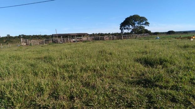 Foto 13 do(a) Fazenda / Sítio / Chácara false à venda em null, Ribas do Rio Pardo