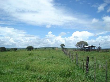 Foto 5 do(a) Fazenda / Sítio / Chácara false à venda em null, Ribas do Rio Pardo