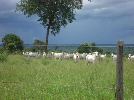 Foto 2 do(a) Fazenda / Sítio / Chácara false à venda em null, Ribas do Rio Pardo