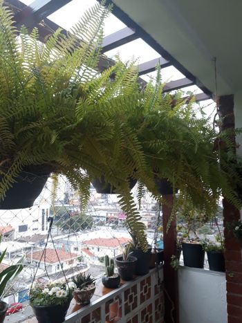 Foto 3 do(a) Apartamento de 3 quartos à venda em Jardim São Paulo, Guarulhos