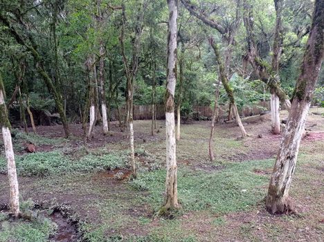 Foto 4 do(a) Fazenda / Sítio / Chácara de 2 quartos à venda em Campo Largo da Roseira, São José dos Pinhais