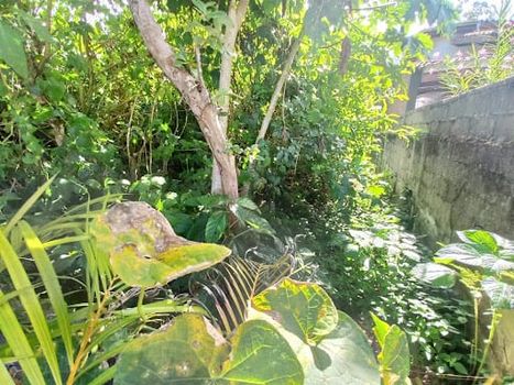 Foto 5 do(a) Terreno false à venda em Jardim Brasil, Caraguatatuba