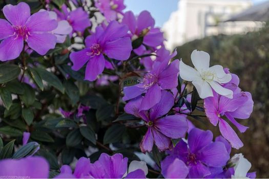 Foto 13 do(a) Apartamento de 2 quartos à venda em Recanto Quarto Centenário, Jundiaí