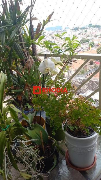 Foto 6 do(a) Apartamento de 3 quartos à venda em Vila Medeiros, São Paulo
