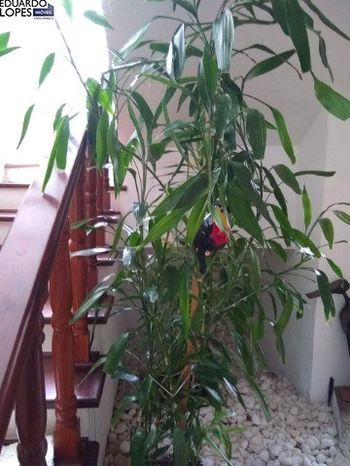 Foto 5 do(a) Fazenda / Sítio / Chácara de 4 quartos à venda em Vale das Laranjeiras, Indaiatuba
