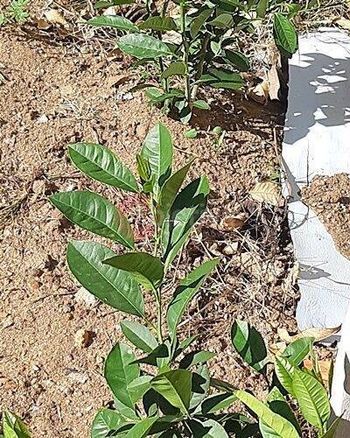 Foto 5 do(a) Terreno false à venda em Campo Redondo, São Pedro da Aldeia