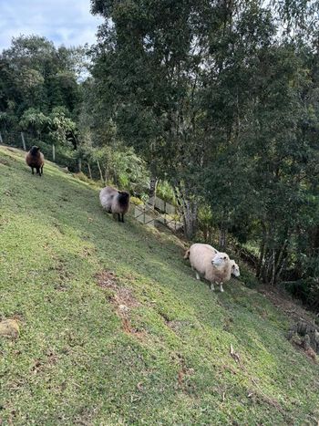 Foto 23 do(a) Fazenda / Sítio / Chácara de 5 quartos à venda em null, Rancho Queimado