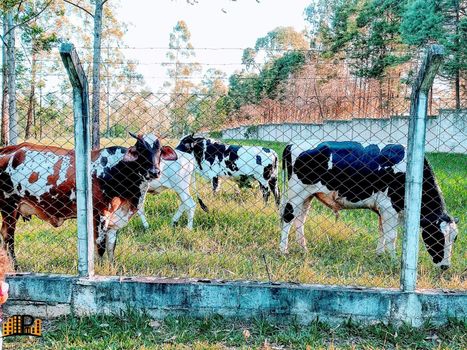 Foto 30 do(a) Fazenda / Sítio / Chácara de 3 quartos à venda em Altos de Itu, Itu