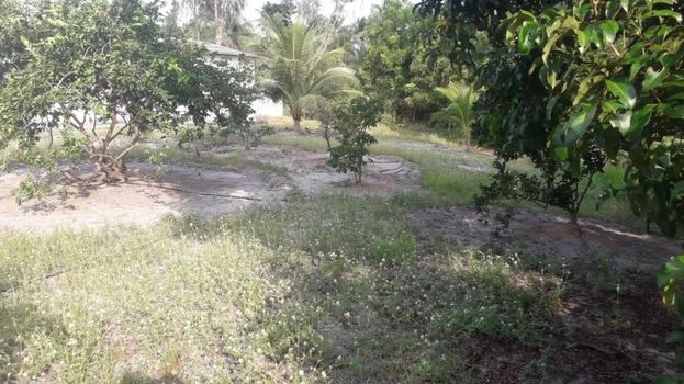 Foto 16 do(a) Fazenda / Sítio / Chácara de 3 quartos à venda em null, Japaratinga