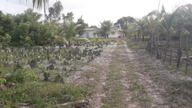 Foto 30 do(a) Fazenda / Sítio / Chácara de 3 quartos à venda em null, Japaratinga