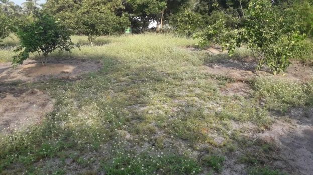 Foto 34 do(a) Fazenda / Sítio / Chácara de 3 quartos à venda em null, Japaratinga