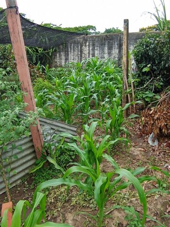 Foto 14 do(a) Fazenda / Sítio / Chácara false à venda em Chácaras São Bento, Valinhos