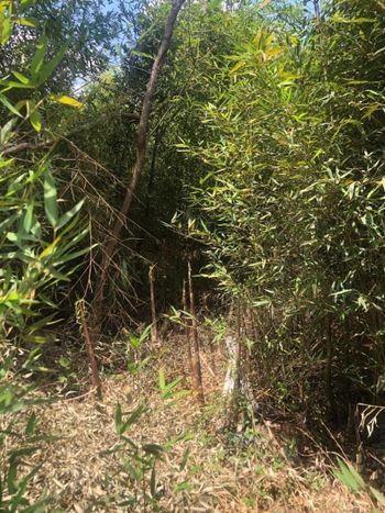 Foto 4 do(a) Terreno de 1 quartos à venda em Pirucaia, Mairiporã