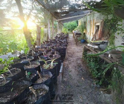 Foto 11 do(a) Fazenda / Sítio / Chácara de 3 quartos à venda em Nhô Quim, Piracicaba