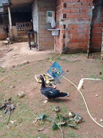 Foto 5 do(a) Fazenda / Sítio / Chácara de 3 quartos à venda em Taquacetuba, São Bernardo do Campo