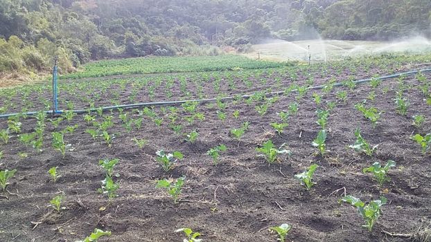 Foto 16 do(a) Terreno de 4 quartos à venda em Posse, Petrópolis