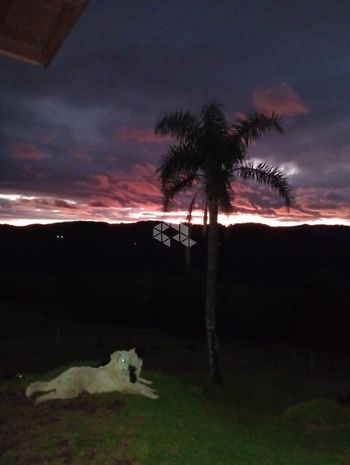 Foto 7 do(a) Fazenda / Sítio / Chácara false à venda em null, Canela